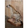 Image 4 : Life-sized SPOTTED HYENA on a Stationary Wood Base