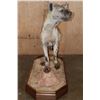 Image 5 : Life-sized SPOTTED HYENA on a Stationary Wood Base