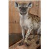 Image 6 : Life-sized SPOTTED HYENA on a Stationary Wood Base