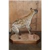 Image 7 : Life-sized SPOTTED HYENA on a Stationary Wood Base