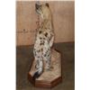 Image 8 : Life-sized SPOTTED HYENA on a Stationary Wood Base