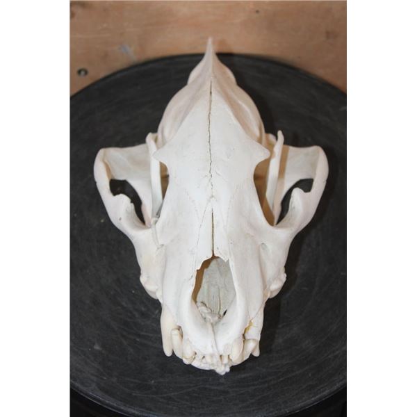 Big HYENA Skull