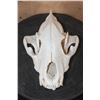 Image 1 : Big HYENA Skull