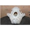 Image 2 : Big HYENA Skull