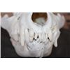 Image 3 : Big HYENA Skull