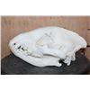 Image 5 : Big HYENA Skull