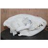 Image 6 : Big HYENA Skull