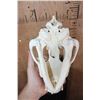 Image 7 : Big HYENA Skull