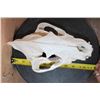 Image 8 : Big HYENA Skull