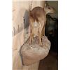 Image 10 : Life-sized BLUE DUIKER on a Rock Wall Base