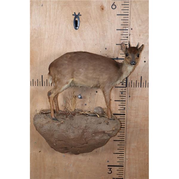 Life-sized BLUE DUIKER on a Rock Wall Base