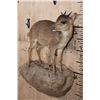 Image 2 : Life-sized BLUE DUIKER on a Rock Wall Base