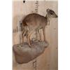 Image 3 : Life-sized BLUE DUIKER on a Rock Wall Base