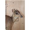 Image 4 : Life-sized BLUE DUIKER on a Rock Wall Base
