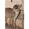 Image 5 : Life-sized BLUE DUIKER on a Rock Wall Base