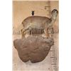 Image 6 : Life-sized BLUE DUIKER on a Rock Wall Base