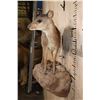 Image 9 : Life-sized BLUE DUIKER on a Rock Wall Base