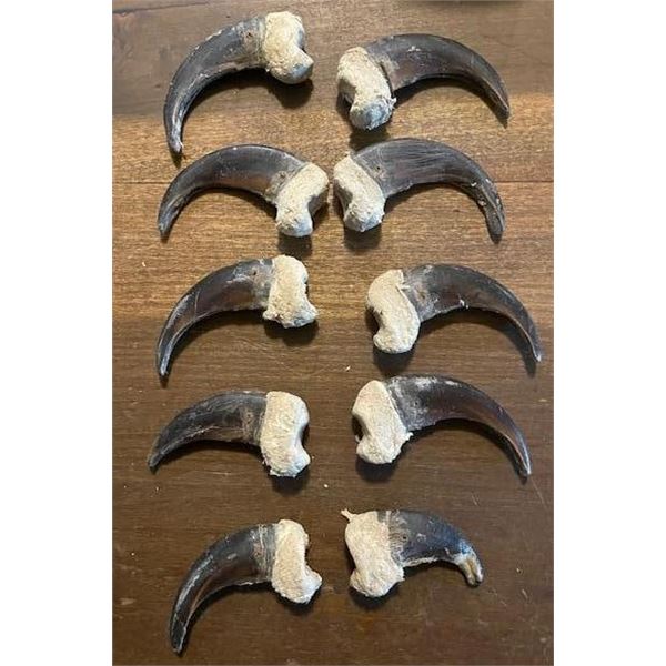 Complete Set of (10) XL GRIZZLY BEAR Front Claws