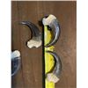 Image 4 : Complete Set of (10) XL GRIZZLY BEAR Front Claws