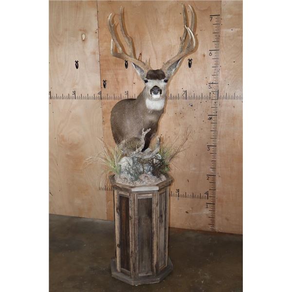 13-Point MULE DEER Mounted on a Rustic Wood Pedestal