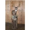 Image 1 : 13-Point MULE DEER Mounted on a Rustic Wood Pedestal