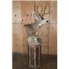 Image 2 : 13-Point MULE DEER Mounted on a Rustic Wood Pedestal