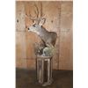 Image 3 : 13-Point MULE DEER Mounted on a Rustic Wood Pedestal