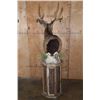 Image 4 : 13-Point MULE DEER Mounted on a Rustic Wood Pedestal