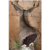 Image 5 : 13-Point MULE DEER Mounted on a Rustic Wood Pedestal
