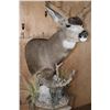 Image 6 : 13-Point MULE DEER Mounted on a Rustic Wood Pedestal