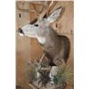 Image 7 : 13-Point MULE DEER Mounted on a Rustic Wood Pedestal