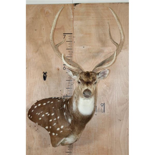 AXIS DEER Pedestal Mount
