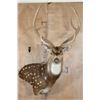 Image 1 : AXIS DEER Pedestal Mount