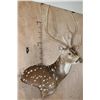 Image 2 : AXIS DEER Pedestal Mount