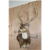 Image 3 : AXIS DEER Pedestal Mount