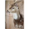 Image 4 : AXIS DEER Pedestal Mount