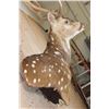 Image 5 : AXIS DEER Pedestal Mount
