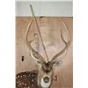 Image 6 : AXIS DEER Pedestal Mount