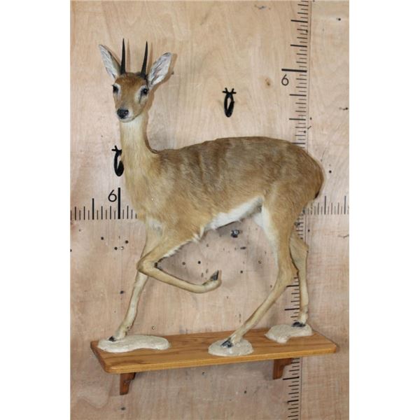 Life-sized ORIBI on Wood Shelf Wall Base