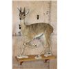 Image 1 : Life-sized ORIBI on Wood Shelf Wall Base