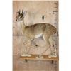 Image 2 : Life-sized ORIBI on Wood Shelf Wall Base