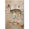 Image 3 : Life-sized ORIBI on Wood Shelf Wall Base