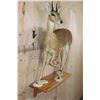 Image 4 : Life-sized ORIBI on Wood Shelf Wall Base