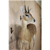 Image 5 : Life-sized ORIBI on Wood Shelf Wall Base