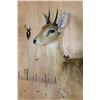 Image 6 : Life-sized ORIBI on Wood Shelf Wall Base