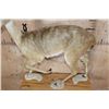 Image 7 : Life-sized ORIBI on Wood Shelf Wall Base