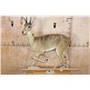 Image 8 : Life-sized ORIBI on Wood Shelf Wall Base