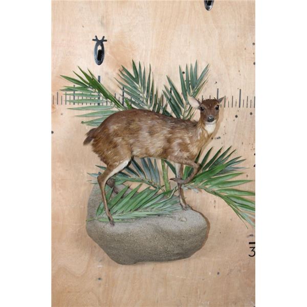 *Rarely Seen" Life-sized BATES"S PYGMY ANTELOPE on a Decorative Wall Base
