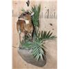 Image 3 : *Rarely Seen" Life-sized BATES"S PYGMY ANTELOPE on a Decorative Wall Base