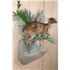 Image 4 : *Rarely Seen" Life-sized BATES"S PYGMY ANTELOPE on a Decorative Wall Base